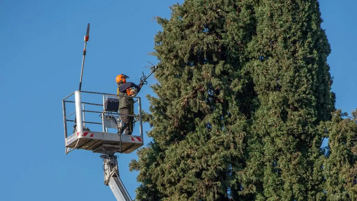 Baumpflege und Baumarbeiten in Berlin und in Brandenburg - BaumBrüder Berlin GmbH