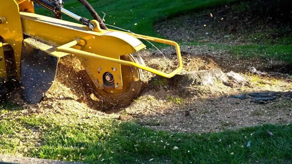 Baumstubben entfernen in Berlin, dafür wendet man sich am besten an die BaumBrüder Berlin GmbH.