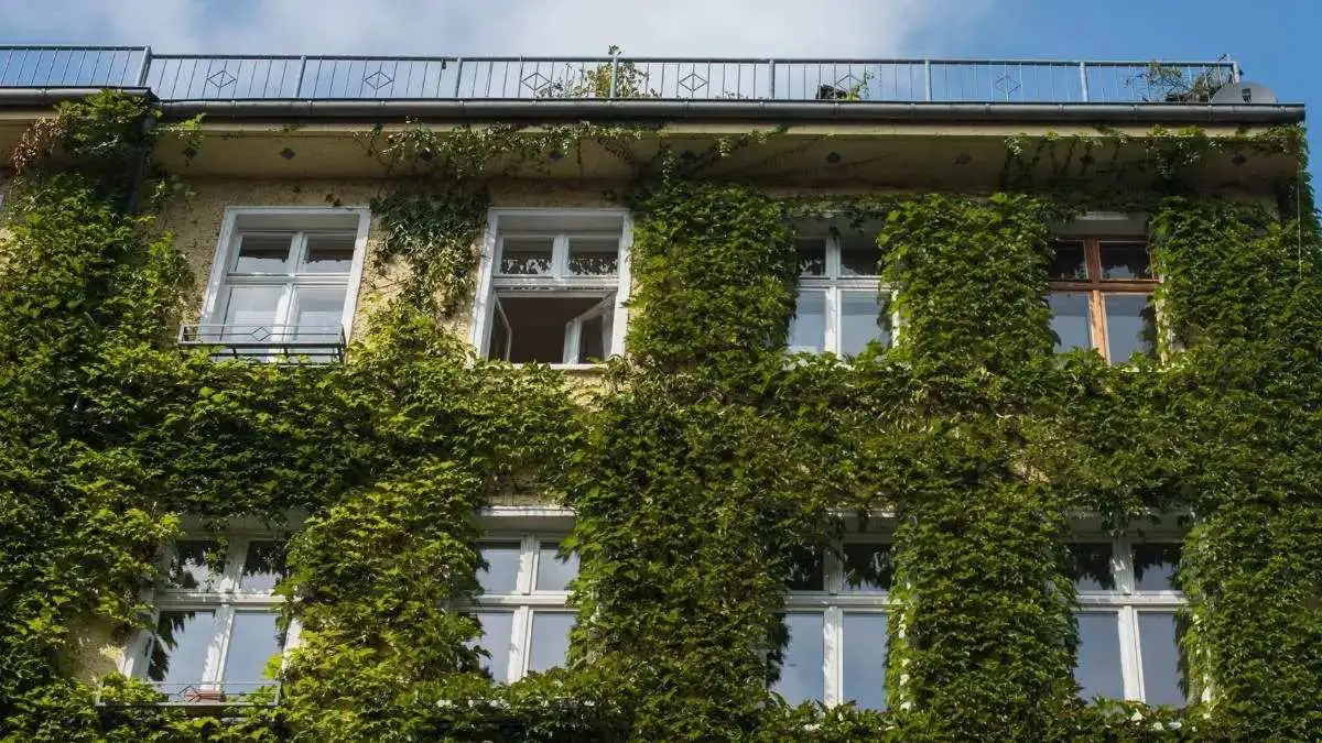 Dachbegrünung und Fassadenpflege in Berlin – Efeu und Wein überwuchern Altbaufassade. Die Entfernung gehört zu unseren Leistungen.