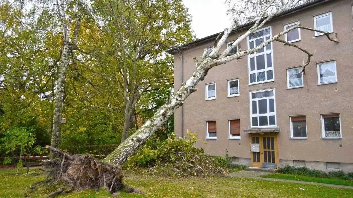 Du willst einen Sturmschaden beseitigen in Berlin? Die BaumBrüder Berlin GmbH, hilft dir weiter und beseitigt sicher und fachgerecht alle Sturmschäden an Bäumen in Berlin und Umland. So geht Baumarbeiten heute!