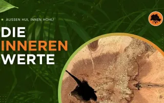 Gerade bei Bäumen kommt es auf die inneren Werte an!