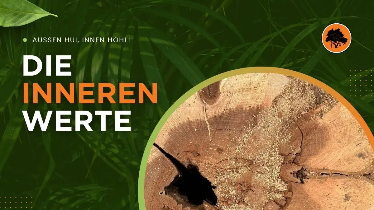 Gerade bei Bäumen kommt es auf die inneren Werte an!