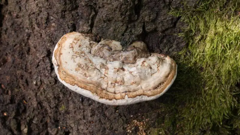 Bei der Baumkontrolle sie das fachkundige Auge auch die bösen Fruchtkörper am Stamm.
