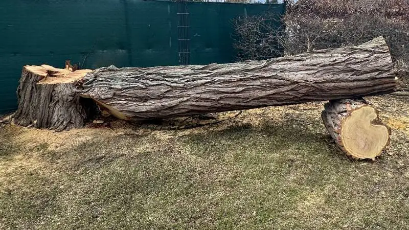 Die Fällung war hier unumgehbar, da der Baum bereits starke Forschungen aufwies.